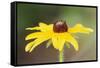 USA, Colorado, Boulder. Sunflower Close Up-Jaynes Gallery-Framed Stretched Canvas