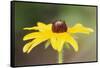 USA, Colorado, Boulder. Sunflower Close Up-Jaynes Gallery-Framed Stretched Canvas