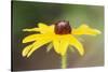 USA, Colorado, Boulder. Sunflower Close Up-Jaynes Gallery-Stretched Canvas