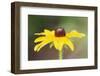 USA, Colorado, Boulder. Sunflower Close Up-Jaynes Gallery-Framed Photographic Print