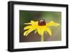 USA, Colorado, Boulder. Sunflower Close Up-Jaynes Gallery-Framed Photographic Print