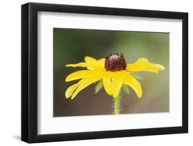 USA, Colorado, Boulder. Sunflower Close Up-Jaynes Gallery-Framed Photographic Print