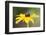 USA, Colorado, Boulder. Sunflower Close Up-Jaynes Gallery-Framed Photographic Print