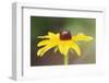 USA, Colorado, Boulder. Sunflower Close Up-Jaynes Gallery-Framed Photographic Print