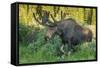 USA, Colorado, Brainard Lake Recreation Area. Bull Moose with Velvet Antlers-Jaynes Gallery-Framed Stretched Canvas