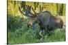 USA, Colorado, Brainard Lake Recreation Area. Bull Moose with Velvet Antlers-Jaynes Gallery-Stretched Canvas