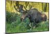 USA, Colorado, Brainard Lake Recreation Area. Bull Moose with Velvet Antlers-Jaynes Gallery-Mounted Premium Photographic Print