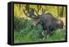 USA, Colorado, Brainard Lake Recreation Area. Bull Moose with Velvet Antlers-Jaynes Gallery-Framed Stretched Canvas