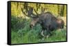 USA, Colorado, Brainard Lake Recreation Area. Bull Moose with Velvet Antlers-Jaynes Gallery-Framed Stretched Canvas