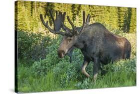 USA, Colorado, Brainard Lake Recreation Area. Bull Moose with Velvet Antlers-Jaynes Gallery-Stretched Canvas