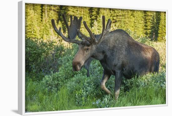 USA, Colorado, Brainard Lake Recreation Area. Bull Moose with Velvet Antlers-Jaynes Gallery-Framed Photographic Print