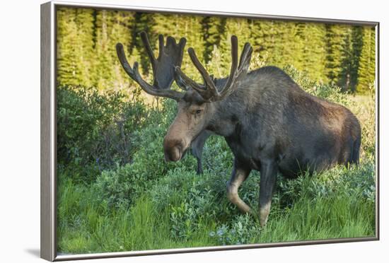 USA, Colorado, Brainard Lake Recreation Area. Bull Moose with Velvet Antlers-Jaynes Gallery-Framed Photographic Print