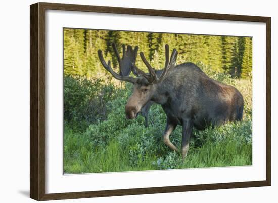 USA, Colorado, Brainard Lake Recreation Area. Bull Moose with Velvet Antlers-Jaynes Gallery-Framed Photographic Print