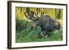 USA, Colorado, Brainard Lake Recreation Area. Bull Moose with Velvet Antlers-Jaynes Gallery-Framed Photographic Print