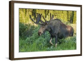 USA, Colorado, Brainard Lake Recreation Area. Bull Moose with Velvet Antlers-Jaynes Gallery-Framed Photographic Print