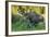 USA, Colorado, Brainard Lake Recreation Area. Bull Moose with Velvet Antlers-Jaynes Gallery-Framed Photographic Print