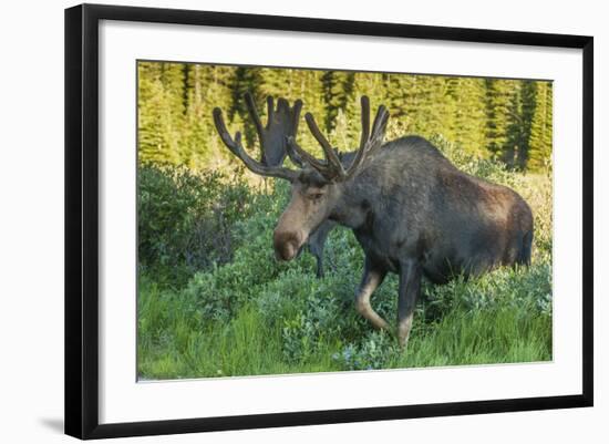 USA, Colorado, Brainard Lake Recreation Area. Bull Moose with Velvet Antlers-Jaynes Gallery-Framed Photographic Print