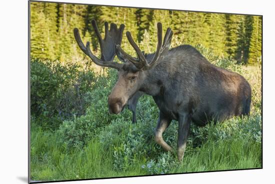 USA, Colorado, Brainard Lake Recreation Area. Bull Moose with Velvet Antlers-Jaynes Gallery-Mounted Photographic Print