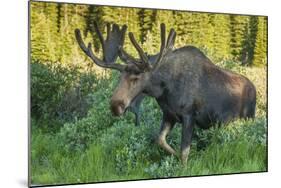 USA, Colorado, Brainard Lake Recreation Area. Bull Moose with Velvet Antlers-Jaynes Gallery-Mounted Photographic Print