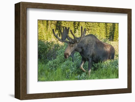 USA, Colorado, Brainard Lake Recreation Area. Bull Moose with Velvet Antlers-Jaynes Gallery-Framed Photographic Print