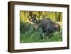 USA, Colorado, Brainard Lake Recreation Area. Bull Moose with Velvet Antlers-Jaynes Gallery-Framed Photographic Print