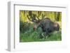 USA, Colorado, Brainard Lake Recreation Area. Bull Moose with Velvet Antlers-Jaynes Gallery-Framed Photographic Print