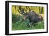 USA, Colorado, Brainard Lake Recreation Area. Bull Moose with Velvet Antlers-Jaynes Gallery-Framed Photographic Print