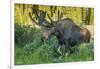 USA, Colorado, Brainard Lake Recreation Area. Bull Moose with Velvet Antlers-Jaynes Gallery-Framed Photographic Print