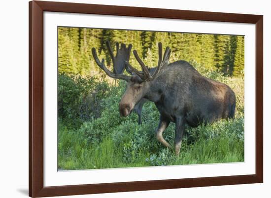 USA, Colorado, Brainard Lake Recreation Area. Bull Moose with Velvet Antlers-Jaynes Gallery-Framed Photographic Print