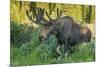 USA, Colorado, Brainard Lake Recreation Area. Bull Moose with Velvet Antlers-Jaynes Gallery-Mounted Photographic Print