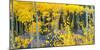 USA, Colorado. Bright Yellow Aspens in Rockies, Cottonwood Pass.-Anna Miller-Mounted Photographic Print
