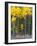 USA, Colorado. Bright Yellow Aspens in Rockies, Cottonwood Pass.-Anna Miller-Framed Photographic Print
