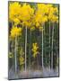 USA, Colorado. Bright Yellow Aspens in Rockies, Cottonwood Pass.-Anna Miller-Mounted Photographic Print