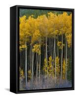 USA, Colorado. Bright Yellow Aspens in Rockies, Cottonwood Pass.-Anna Miller-Framed Stretched Canvas