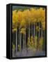 USA, Colorado. Bright Yellow Aspens in Rockies, Cottonwood Pass.-Anna Miller-Framed Stretched Canvas