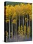 USA, Colorado. Bright Yellow Aspens in Rockies, Cottonwood Pass.-Anna Miller-Stretched Canvas