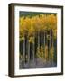 USA, Colorado. Bright Yellow Aspens in Rockies, Cottonwood Pass.-Anna Miller-Framed Photographic Print