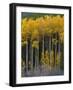 USA, Colorado. Bright Yellow Aspens in Rockies, Cottonwood Pass.-Anna Miller-Framed Photographic Print