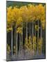 USA, Colorado. Bright Yellow Aspens in Rockies, Cottonwood Pass.-Anna Miller-Mounted Photographic Print