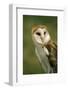 USA, Colorado, Broomfield. Barn Owl at Birds of Prey Foundation-Jaynes Gallery-Framed Photographic Print