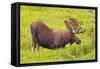 USA, Colorado, Cameron Pass. Bull moose drinking from stream.-Fred Lord-Framed Stretched Canvas
