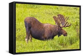 USA, Colorado, Cameron Pass. Bull moose drinking from stream.-Fred Lord-Framed Stretched Canvas