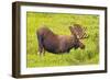 USA, Colorado, Cameron Pass. Bull moose drinking from stream.-Fred Lord-Framed Photographic Print