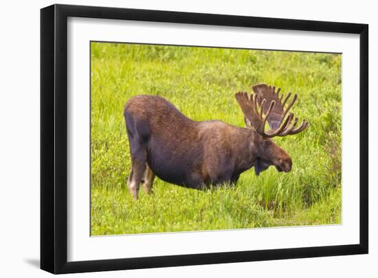 USA, Colorado, Cameron Pass. Bull moose drinking from stream.-Fred Lord-Framed Photographic Print