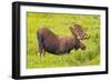 USA, Colorado, Cameron Pass. Bull moose drinking from stream.-Fred Lord-Framed Photographic Print