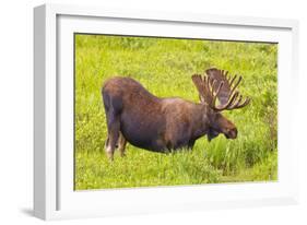 USA, Colorado, Cameron Pass. Bull moose drinking from stream.-Fred Lord-Framed Photographic Print