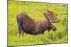 USA, Colorado, Cameron Pass. Bull moose drinking from stream.-Fred Lord-Mounted Photographic Print