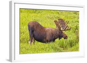 USA, Colorado, Cameron Pass. Bull moose drinking from stream.-Fred Lord-Framed Photographic Print