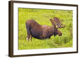 USA, Colorado, Cameron Pass. Bull moose drinking from stream.-Fred Lord-Framed Photographic Print