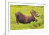 USA, Colorado, Cameron Pass. Bull moose drinking from stream.-Fred Lord-Framed Photographic Print
